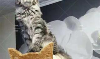 西安猫咪森林 西安猫咪森林